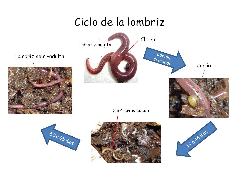 A que médico dirigirse si las lombrices